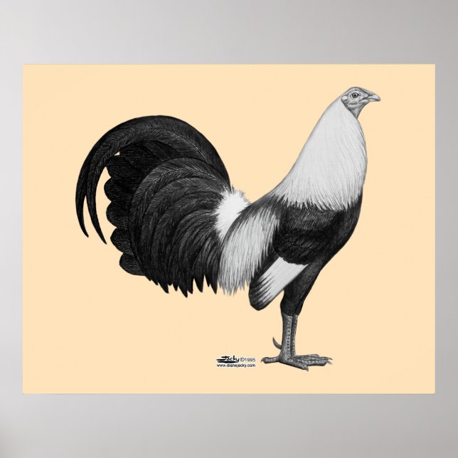 Affiche Coq de combat gris à ailes de canard (Devant)