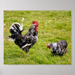 Affiche Coq et poule sur herbe