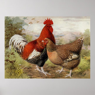 Affiche Coq et poulet Cuisine du pays
