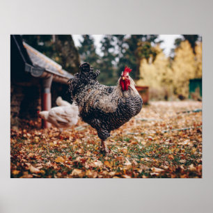 Affiche Coq noir et blanc avec deux poules dans la nature