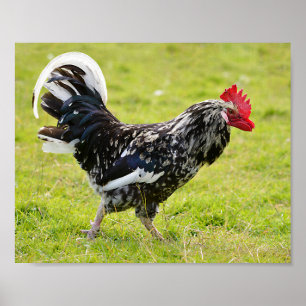 Affiche Coq noir et blanc marchant sur le foin d'herbe hol