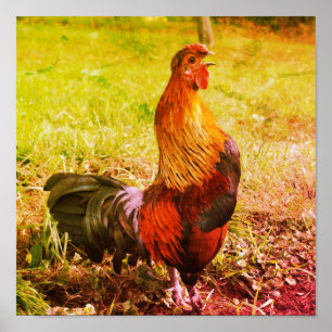 Affiche Coq qui chante ferme animal abstrait