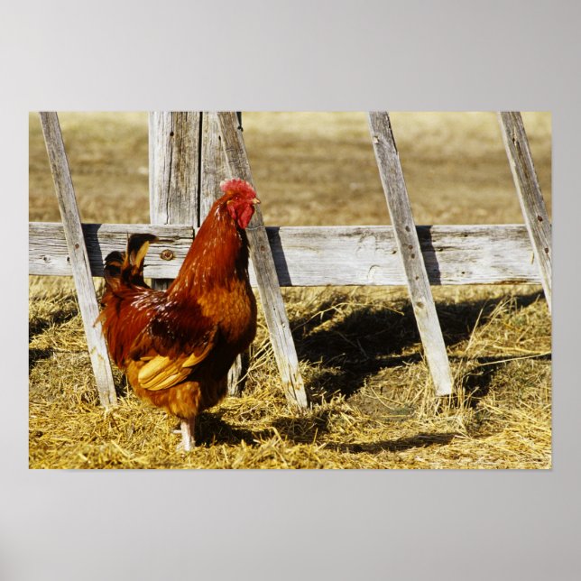 Affiche Coq Rhode Island Red (Devant)