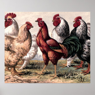 Affiche Coqs vintages et poulets Peinture murale