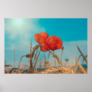 Affiche Coquelicot  -