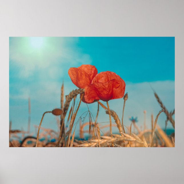 Affiche Coquelicot  - (Devant)