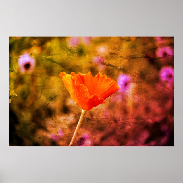 Affiche Coquelicot de chiffon orange et mur (Devant)