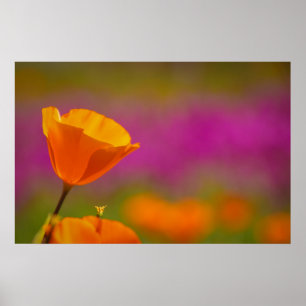 Affiche coquelicot et rose