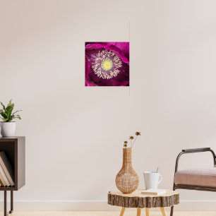 Affiche Coquelicot Oriental Fleural Rose Foncé