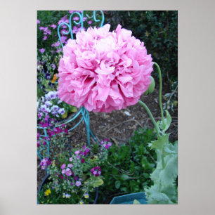 Affiche Coquelicot rose poppy fleur florale jardin de prin
