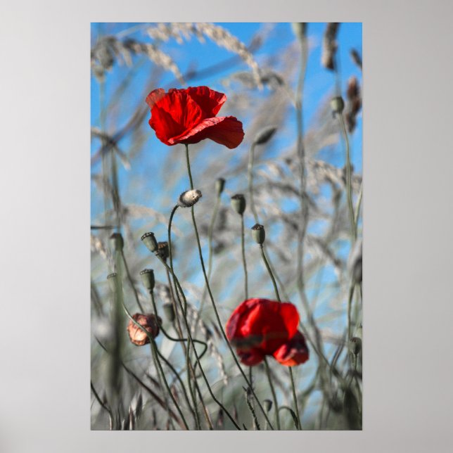 Affiche Coquelicot Rouge - Fleur Épanouie dans le  (Devant)