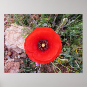 Affiche Coquelicot sauvage