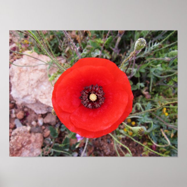 Affiche Coquelicot sauvage (Devant)