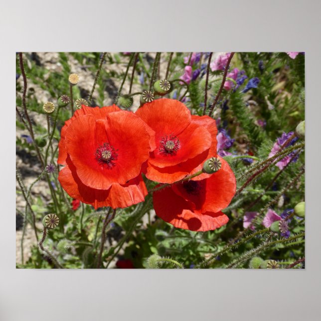 AFFICHE COQUELICOTS (Devant)