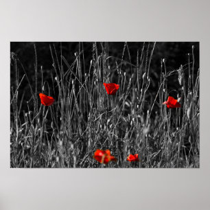 Affiche - Coquelicots de solitude rouge
