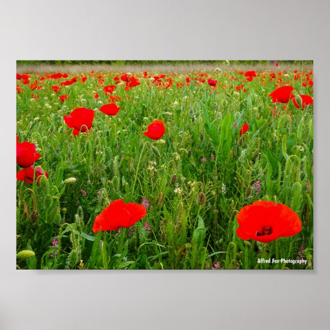 Affiche Coquelicots et Fleurs Sauvages (Devant)