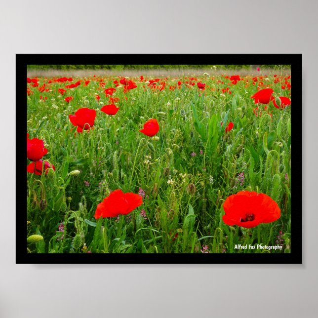 Affiche Coquelicots et Fleurs Sauvages (Devant)