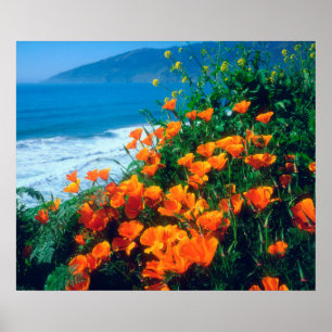 Affiche Coquelicots le long de la côte Pacifique près de B