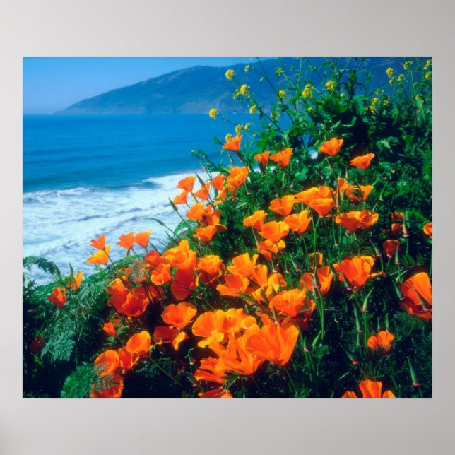 Affiche Coquelicots le long de la côte Pacifique près de B (Devant)