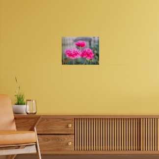 Affiche Coquelicots Méditerranéens Rose Vibrant