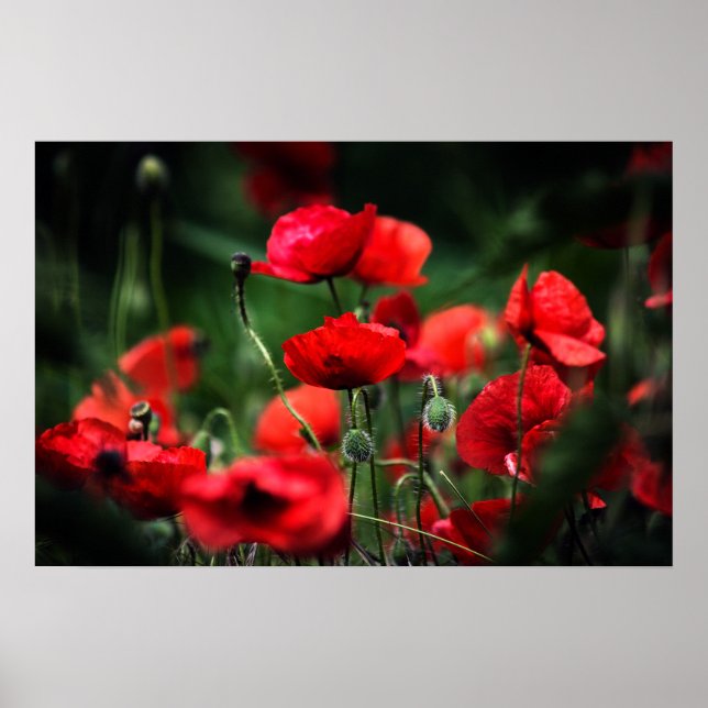 Affiche Coquelicots Rouges Dans La Photographie De (Devant)