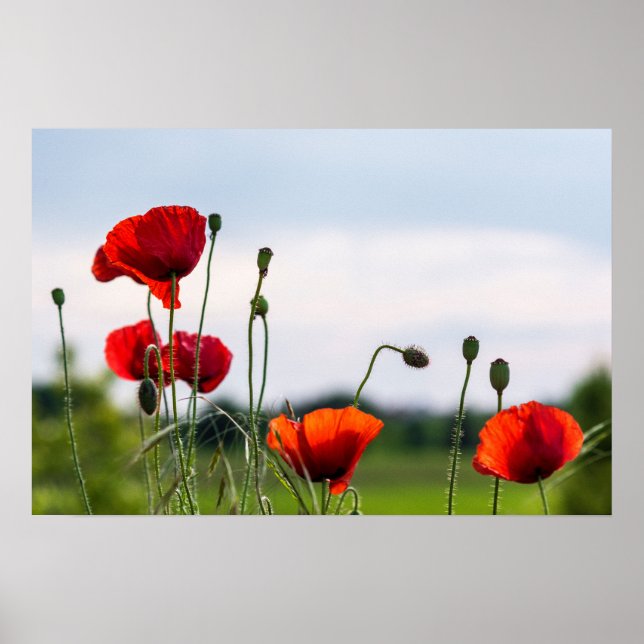 Affiche - Coquelicots sauvages en contre-jour (Devant)