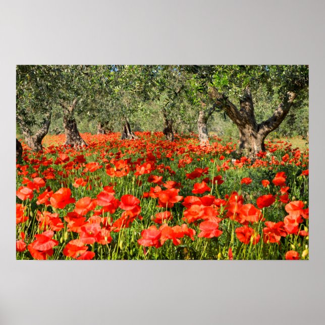 Affiche Coquelicots sous de vieux oliviers (Devant)