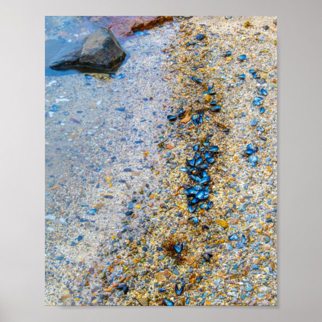 Affiche Coques de moules dans le Maine (Devant)