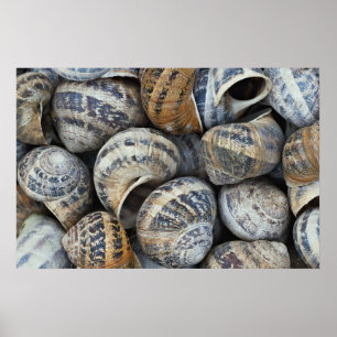 Affiche Coques de physe