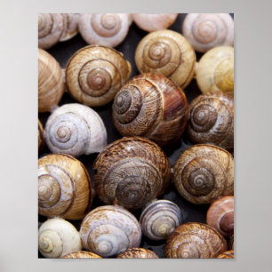 Affiche Coques des escargots