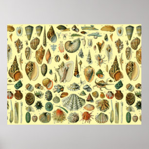 Affiche Coquillage Coquille Mollusque Clam Élégant Classiq