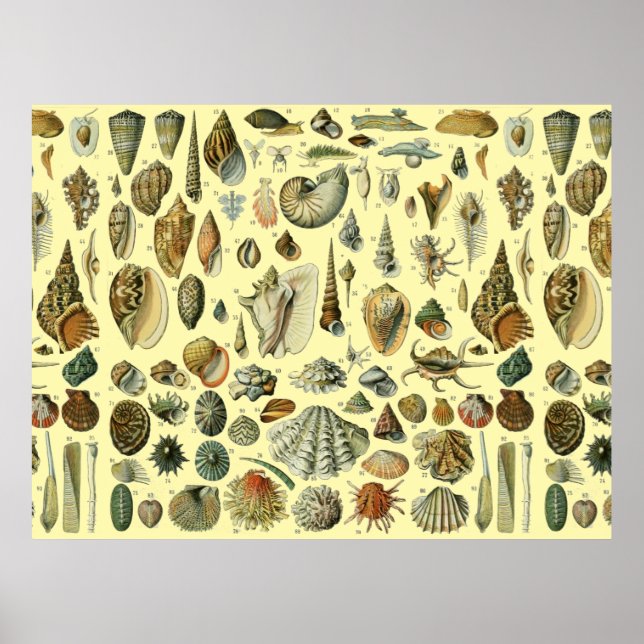 Affiche Coquillage Coquille Mollusque Clam Élégant Classiq (Devant)