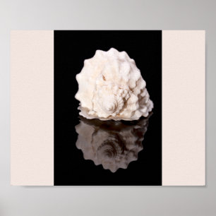 Affiche Coquillage noir et blanc Tropical Printable Art