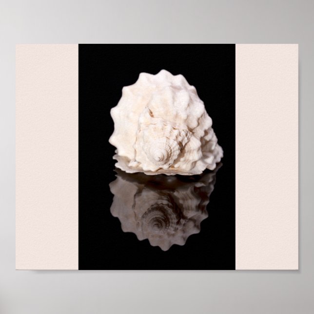 Affiche Coquillage noir et blanc Tropical Printable Art (Devant)