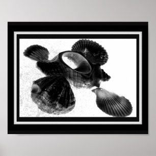 Affiche Coquillage noir et blanc Tropical Printable Art