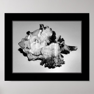 Affiche Coquillage noir et blanc Tropical Printable Art