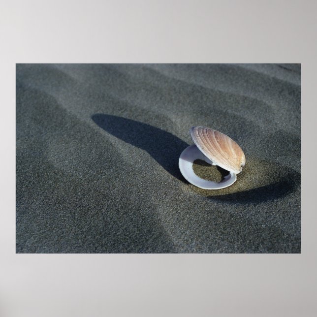 Affiche Coquillage, Nouvelle-Zélande (Devant)