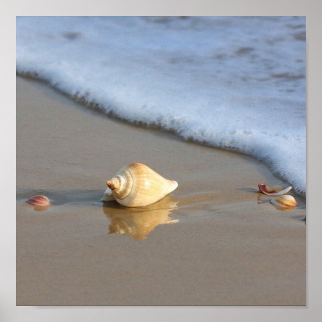 Affiche Coquillage sur sable (Devant)