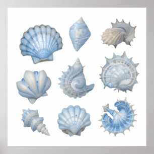 Affiche Coquillages à l'aquarelle bleue et blanche – Nurse