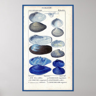 Affiche coquillages bleus Botanique vintage art océanique 