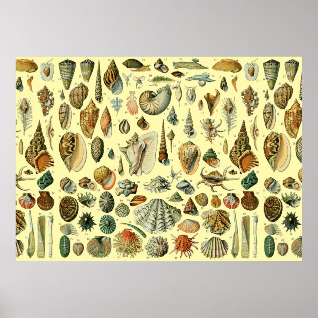 Affiche Coquillages de coquillages Mollusk Clam Élégant Ar (Devant)