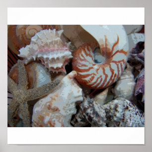 Affiche Coquillages de Floride