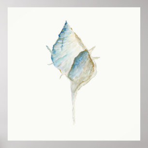 Affiche Coquille aquarelle