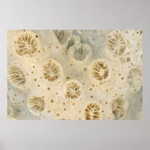 Affiche Coquille - Conchologie - Corail