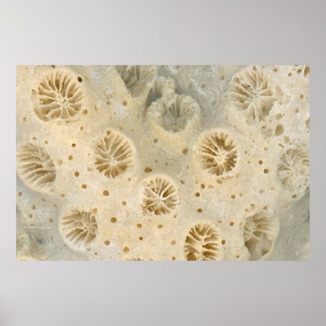 Affiche Coquille - Conchologie - Corail (Devant)