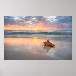 Affiche Coquille de conches sur la plage   Jamaïque