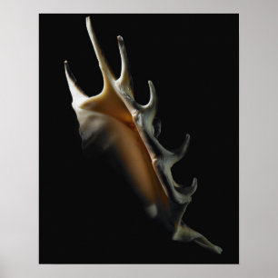 Affiche Coquille de cône