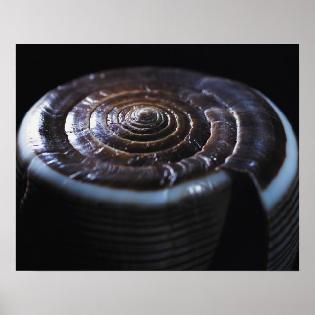 Affiche Coquille de cône (Devant)