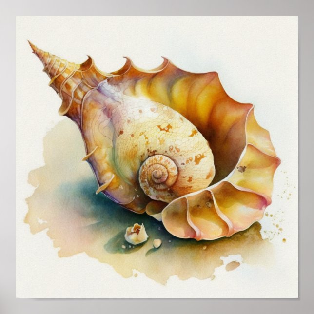 Affiche Coquille de conque Haliotis en aquarelle (Devant)