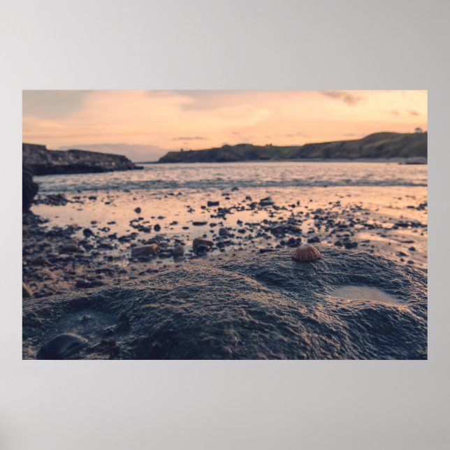 Affiche Coquille de la mer du Nord (Devant)